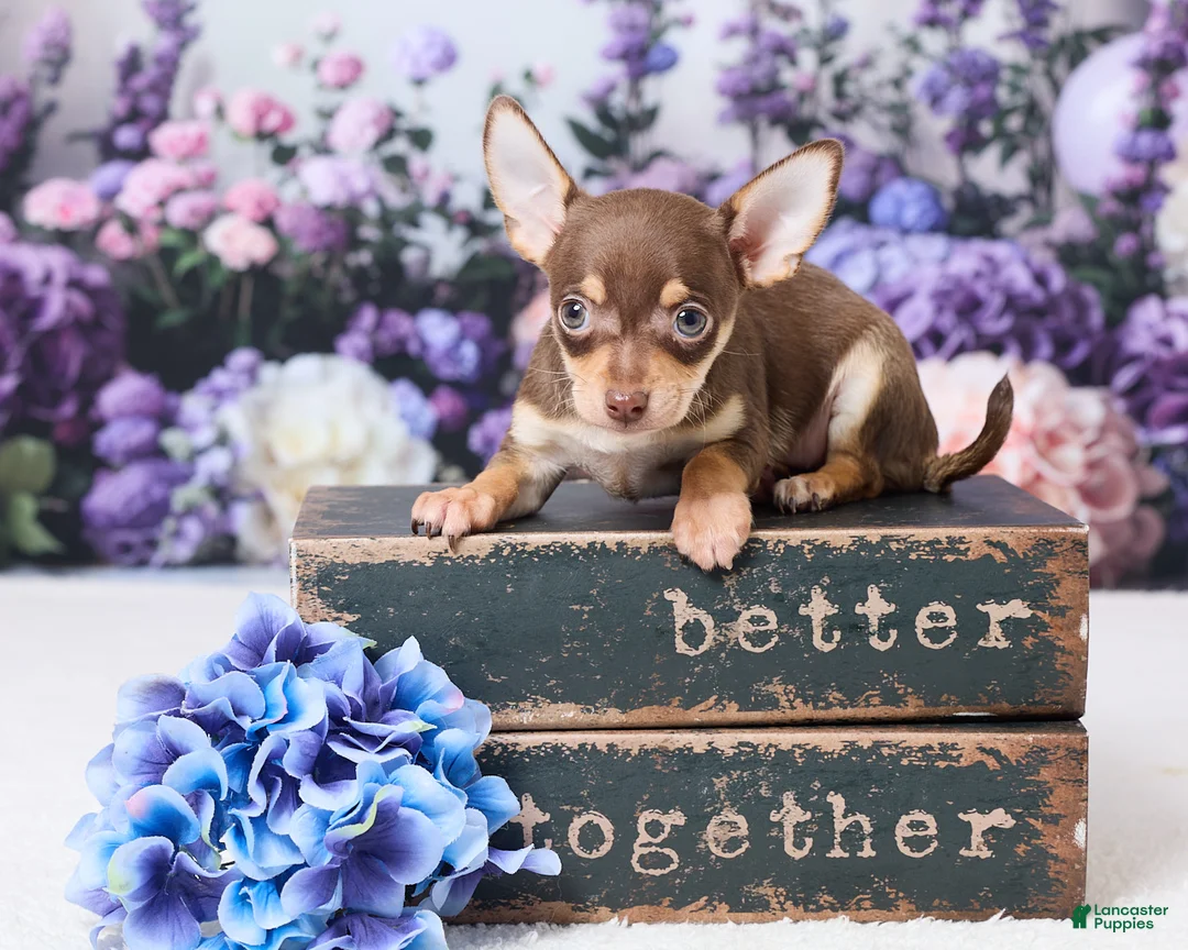 Chihuahua dogs for sale: Peanut - Ad 1