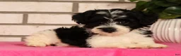 Yorkiepoo dogs for sale: Evelyn - Ad 5