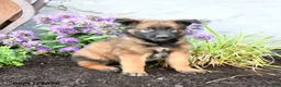 Belgian Malinois dogs for sale: Ranger - Ad 3