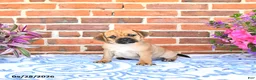 Puggle dogs for sale: Rania - Ad 3