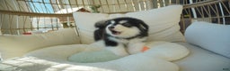 Alaskan Malamute dogs for sale: Xiao Zi - Ad 9