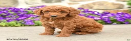 Mini Goldendoodle dogs for sale: Timmy - Ad 5