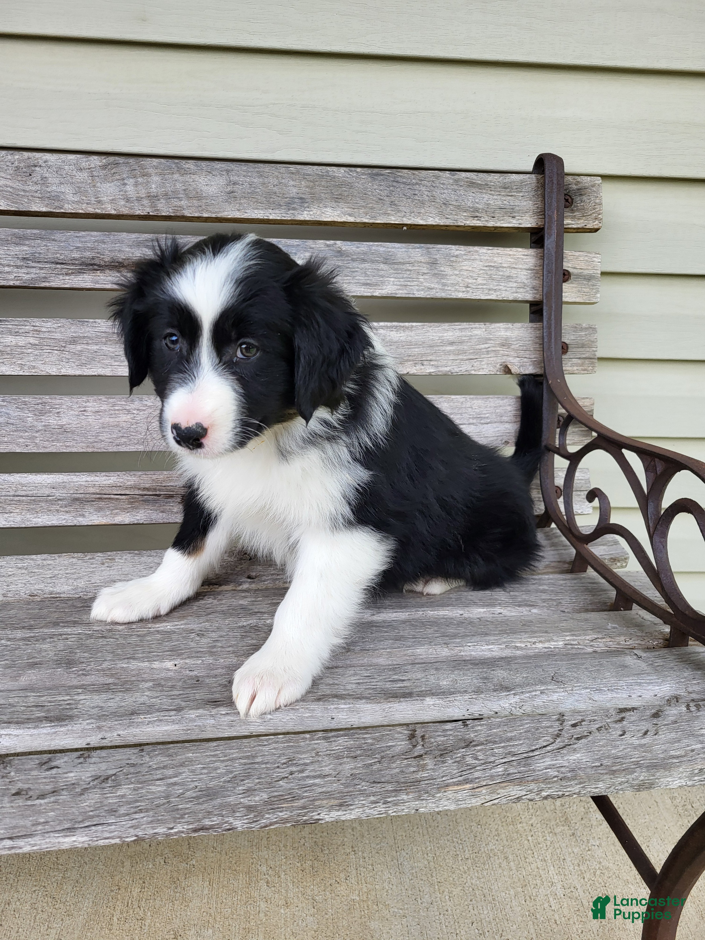 Australian Shepherd dogs Jenny  - Ad 2