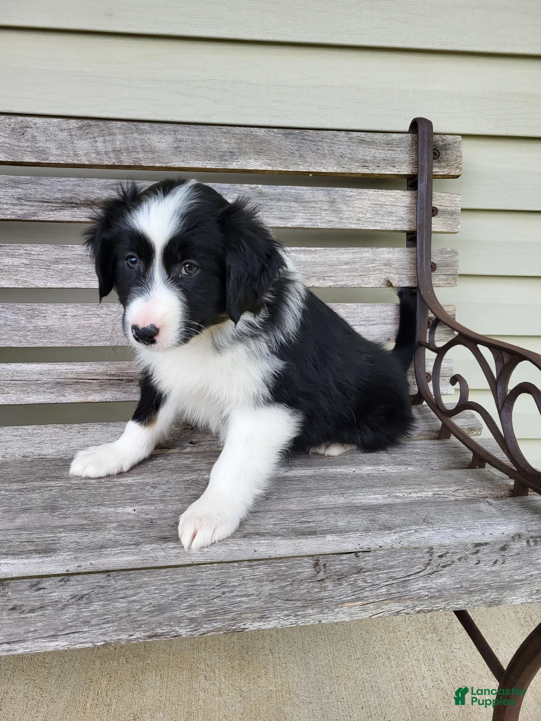 Australian Shepherd dogs for sale: Jenny  - Ad 1
