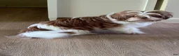 Shih Tzu dogs for sale: Josefa - Ad 3