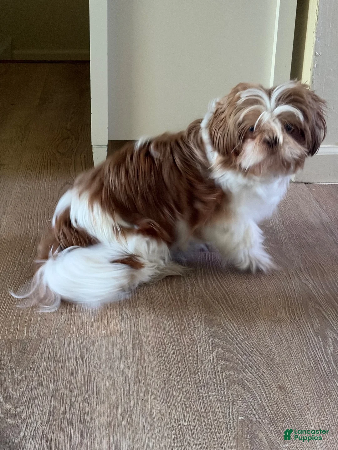 Shih Tzu dogs for sale: Josefa - Ad 3