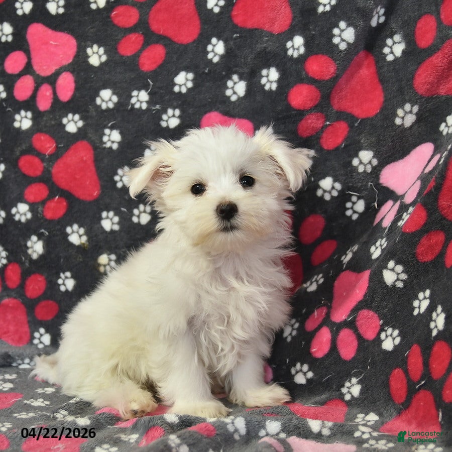 Maltese dogs Tina - Ad 1