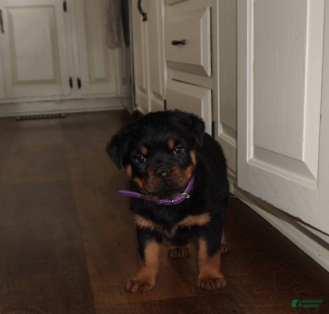 Rottweiler dogs Freya - Ad 27