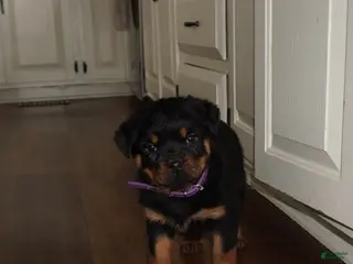 Rottweiler dogs Freya - Ad 27