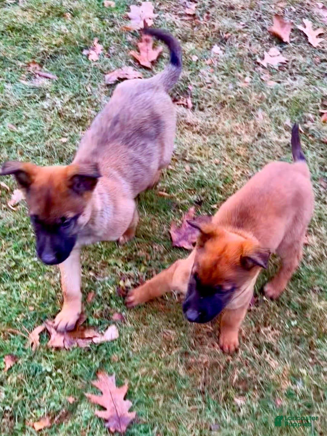 Mixed Breed dogs for sale: Red Collar- Female Fawn - Ad 4