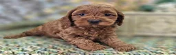 Cockapoo dogs for sale: Glaze - Ad 9