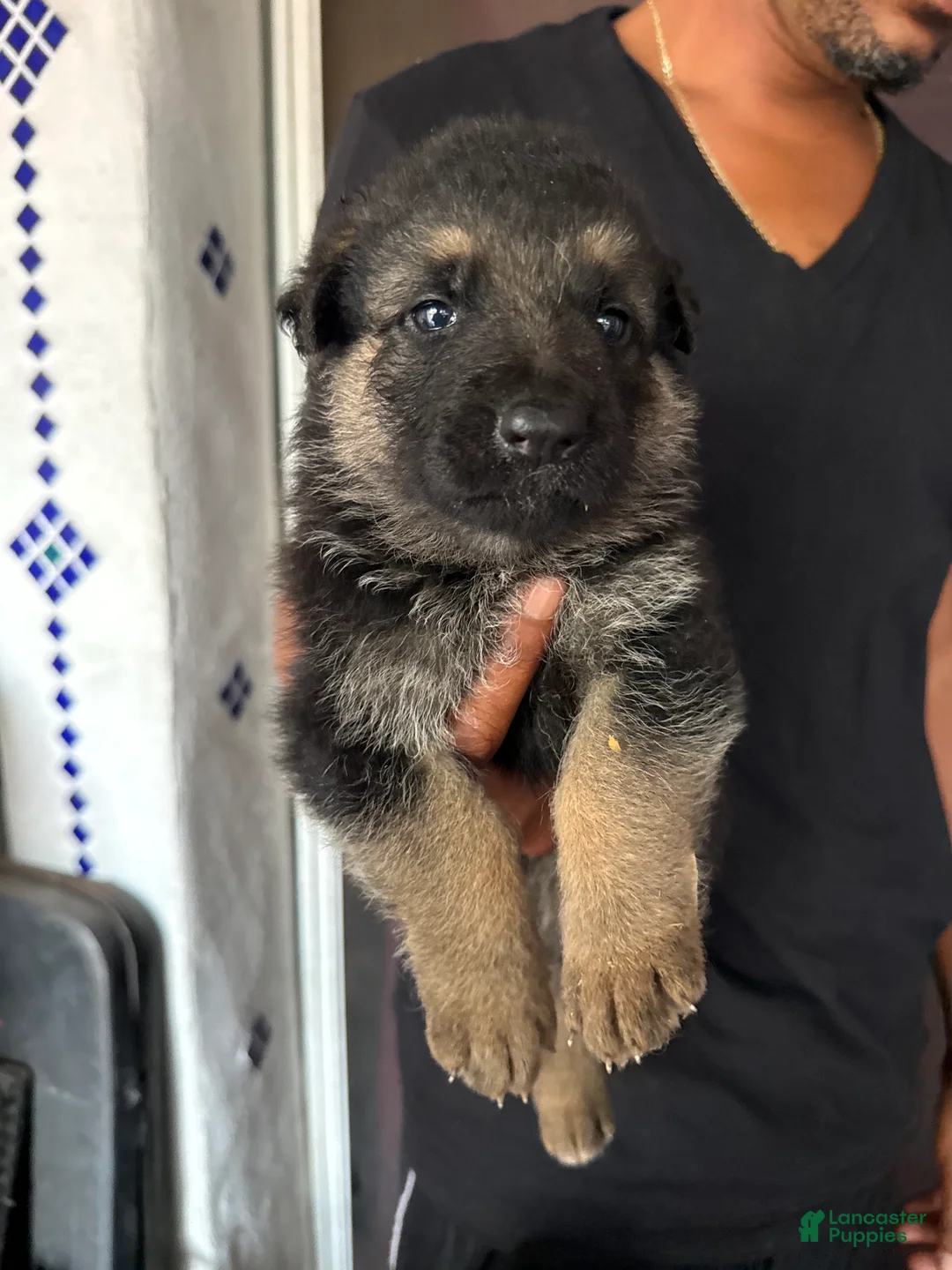 German Shepherd dogs for sale: German Shepherd 8 - Ad 1