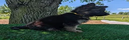 German Shepherd dogs for sale: Beth - Ad 4