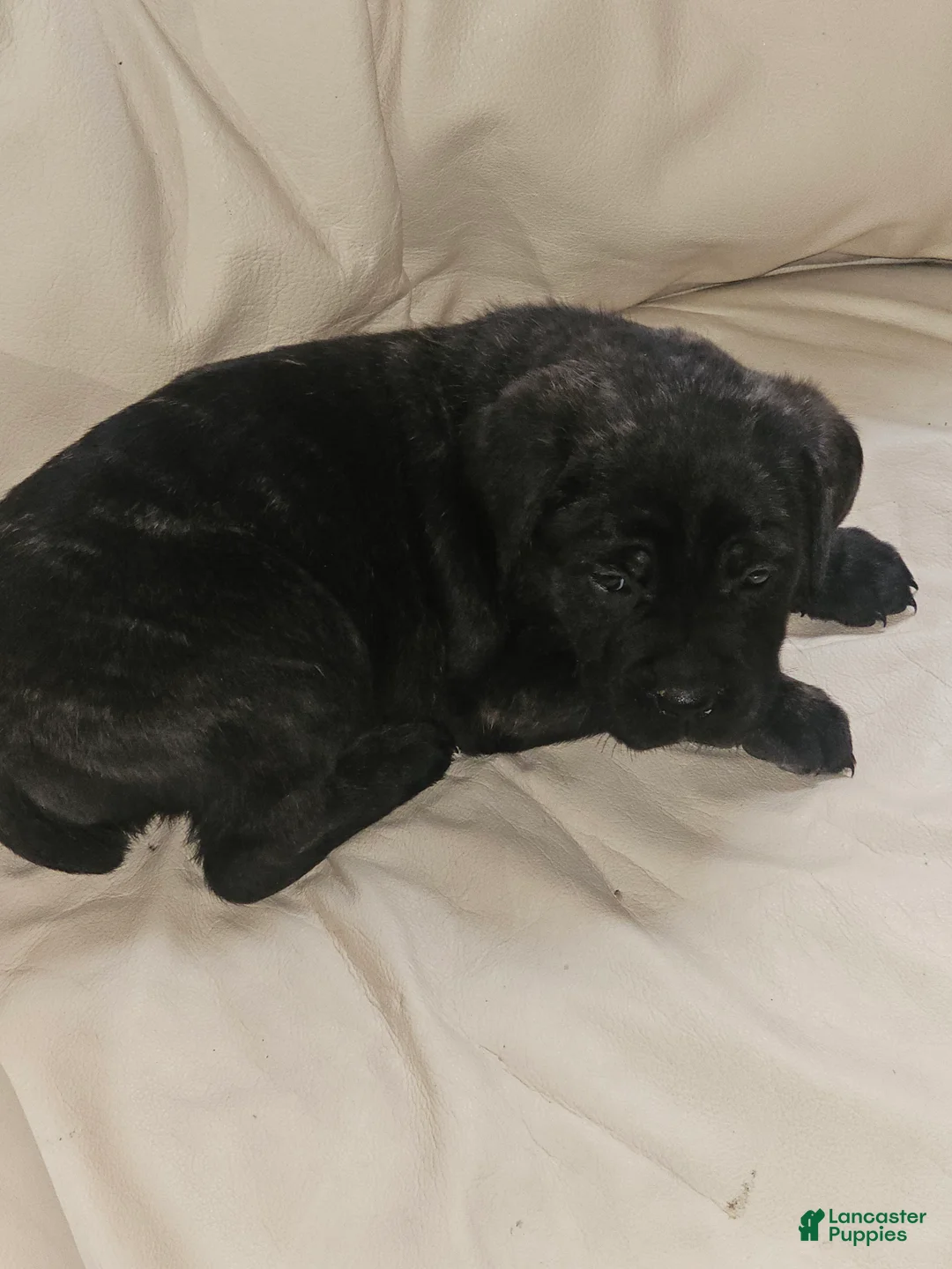 Cane Corso dogs for sale: Cane Corso Puppy 3 - Ad 1