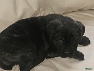 Cane Corso dogs Cane Corso Puppy 3 - Ad 10