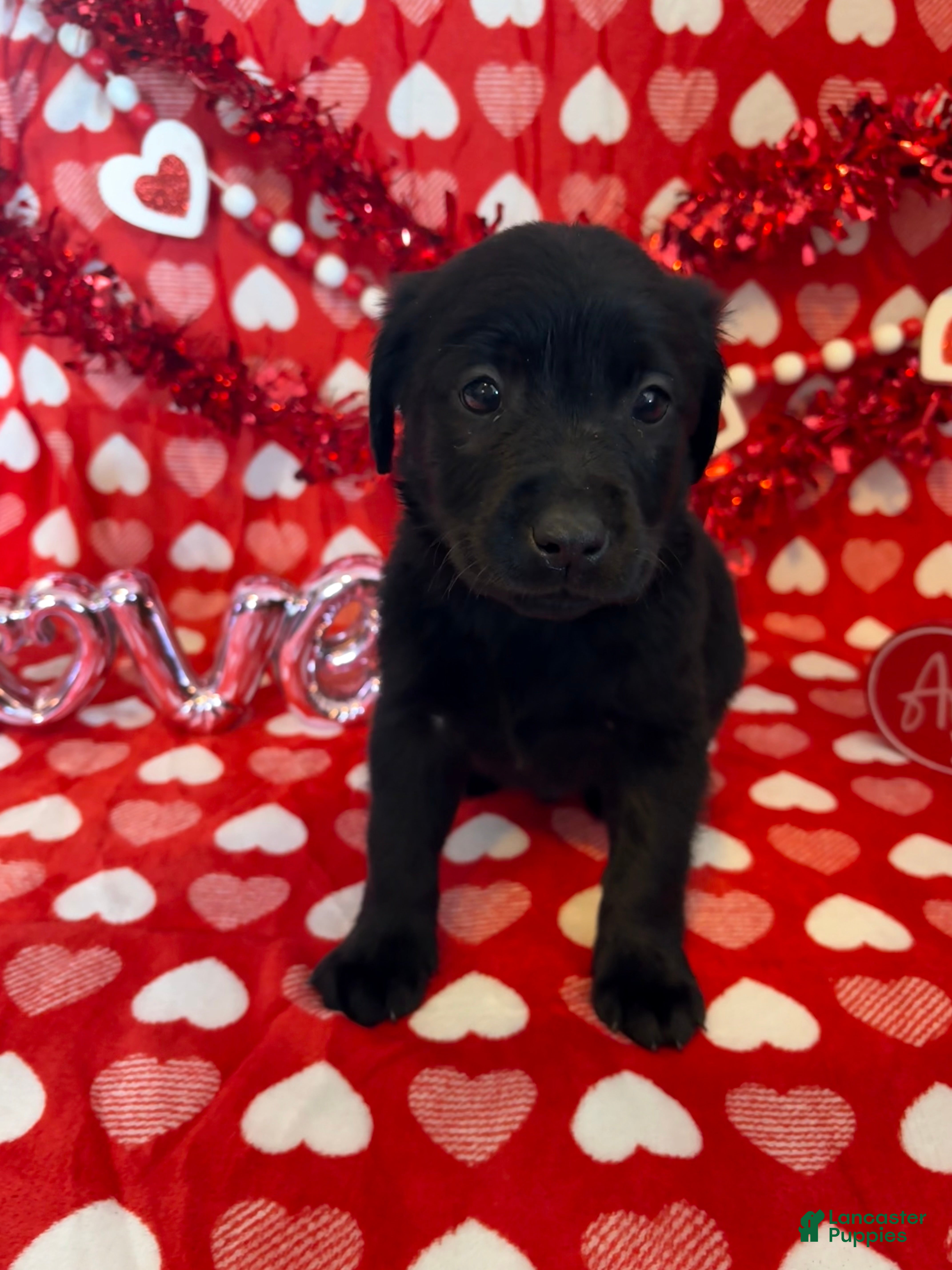 Labrador Retriever dogs Murphy - Ad 19