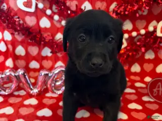 Labrador Retriever dogs Murphy - Ad 19