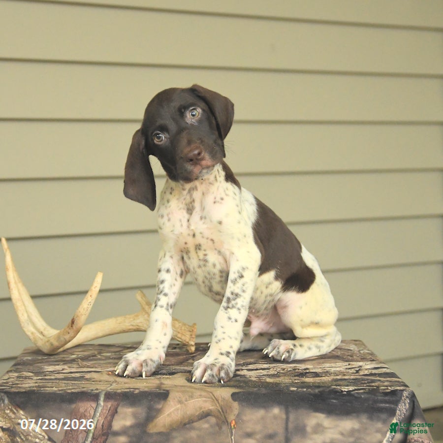 German Shorthaired Pointer dogs Duke - Ad 1