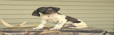 Duke