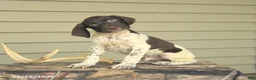 German Shorthaired Pointer dogs for sale: Duke - Ad 1