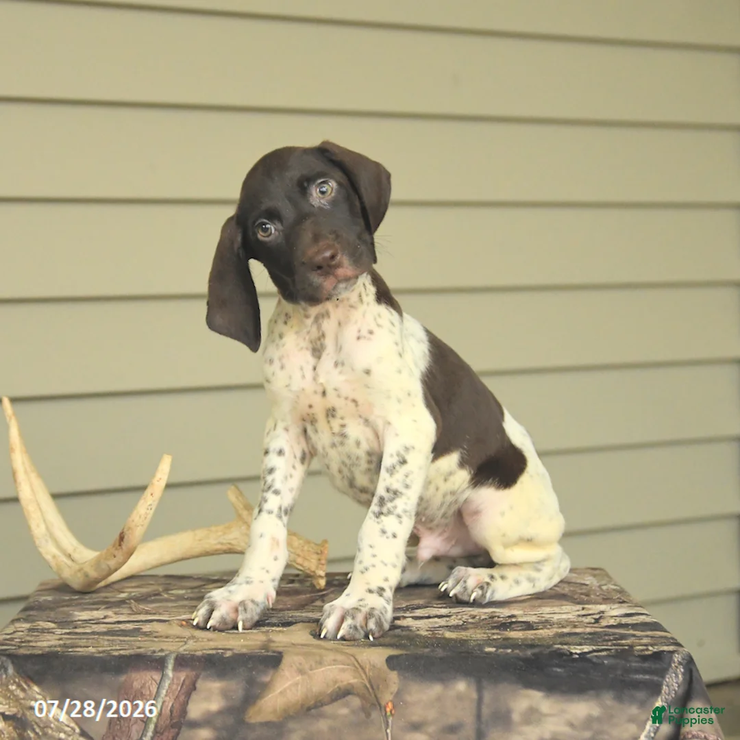 German Shorthaired Pointer dogs for sale: Duke - Ad 1