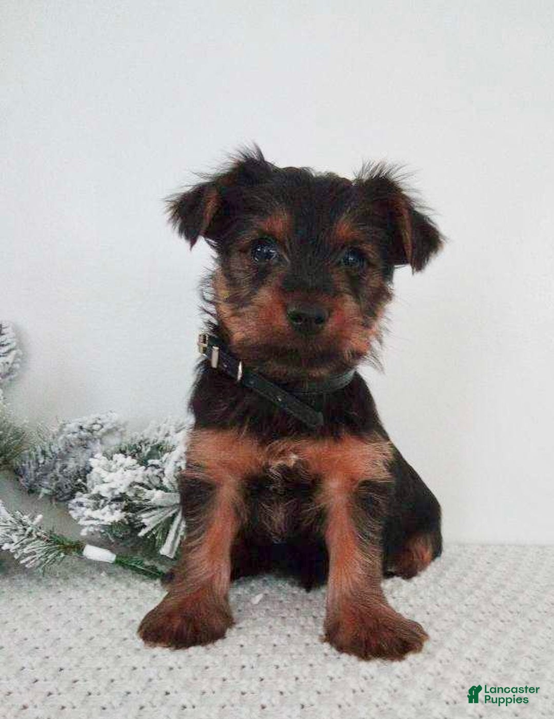 Yorkshire Terrier dogs for sale: Joey - Ad 3