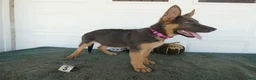 German Shepherd dogs for sale: German Shepherd 5 Princess - Ad 4