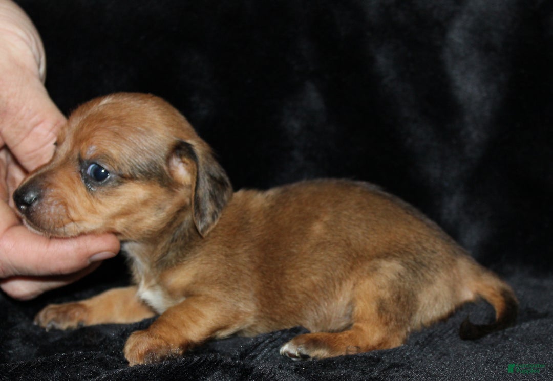 Miniature Dachshund dogs for sale: Steele - Ad 5