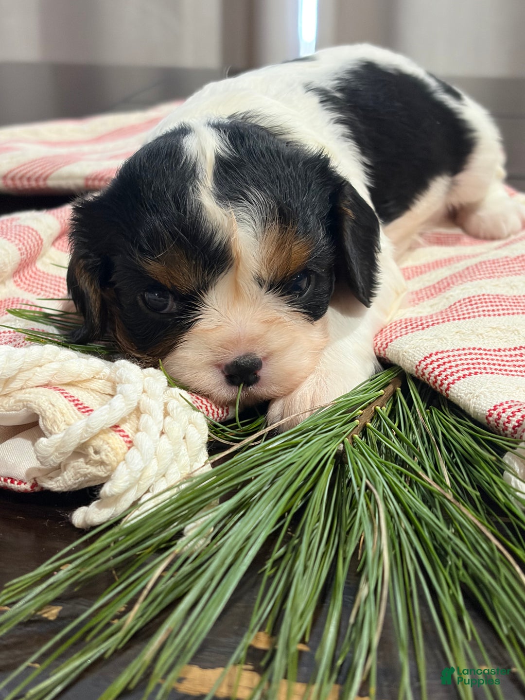 Cavalier King Charles Spaniel dogs for sale: Ivy - Ad 3