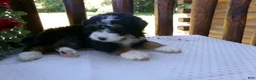 Mini Bernedoodle dogs for sale: Bobby - Ad 11