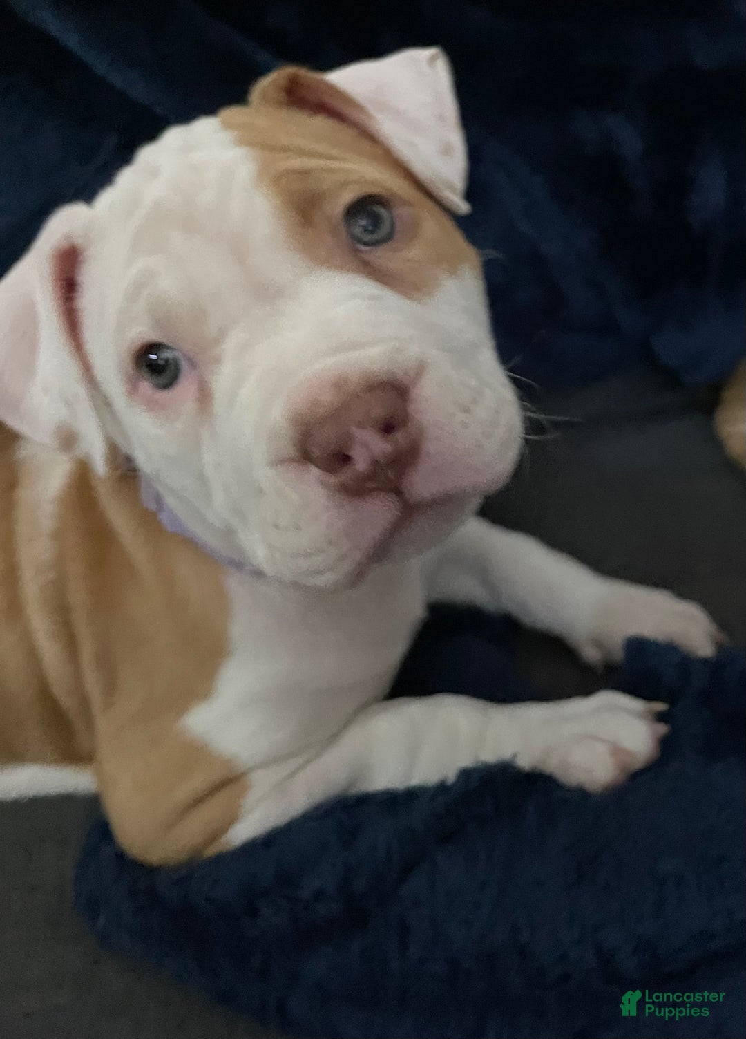 American Bully dogs for sale: American Bully Puppy 1 - Ad 2