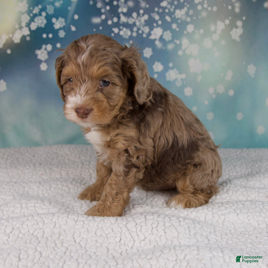 Cockapoo dogs for sale: Cash - Ad 7