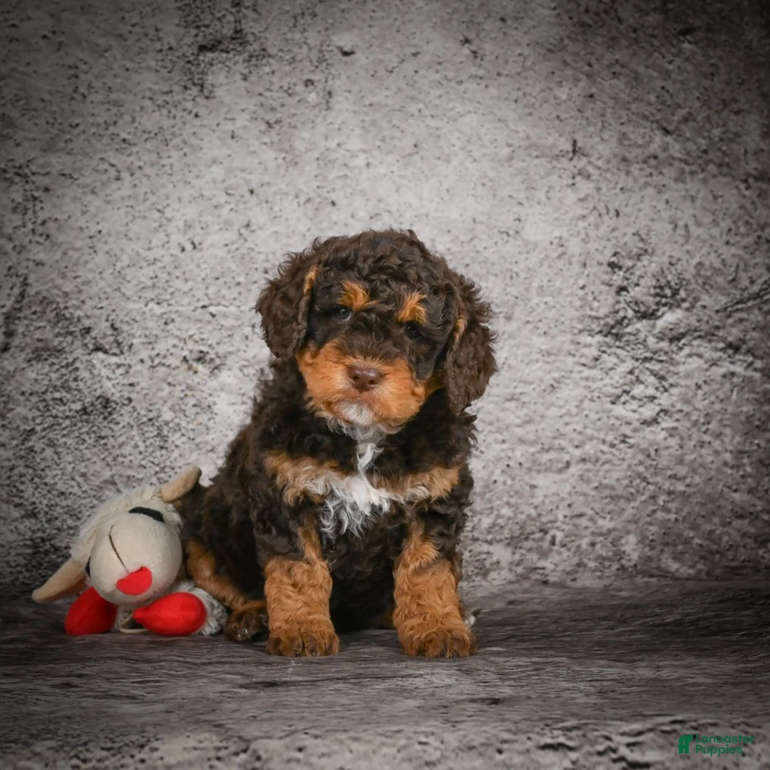 Mini Goldendoodle dogs for sale: Myla - Ad 4
