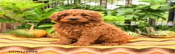 Cavapoo dogs for sale: Turbo - Ad 1