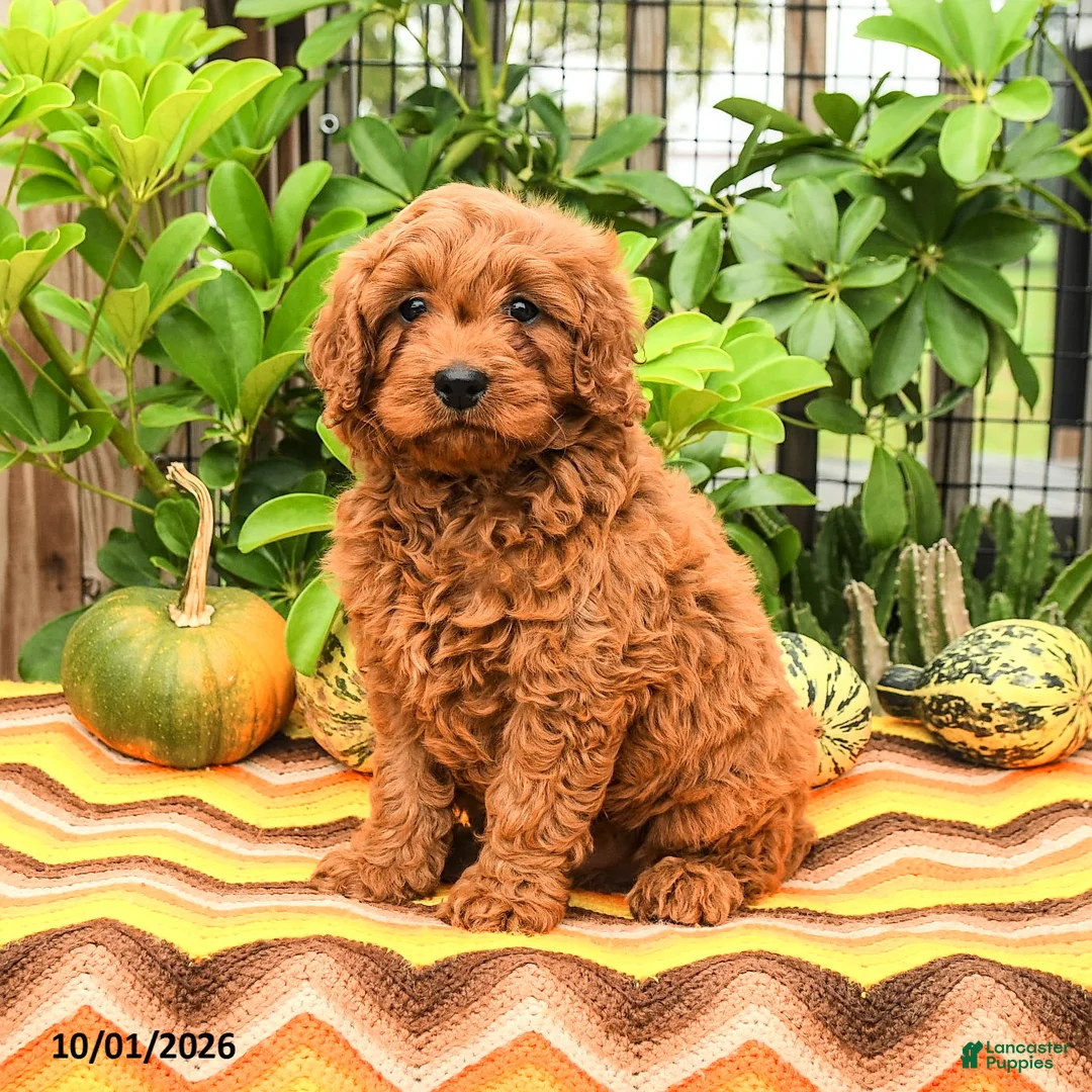 Cavapoo dogs for sale: Turbo - Ad 1