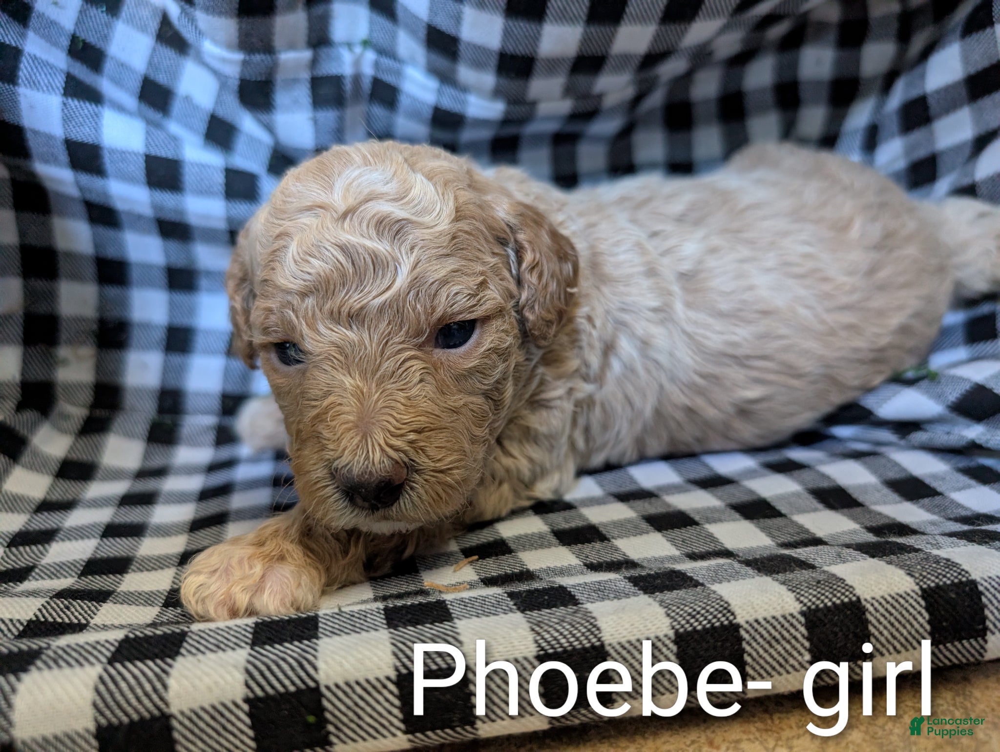 Bichpoo dogs for sale: Phoebe - Ad 2