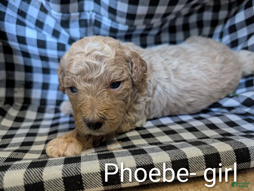 Bichpoo dogs for sale: Phoebe - Ad 1