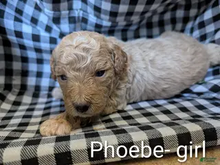 Bichpoo dogs for sale: Phoebe - Ad 2