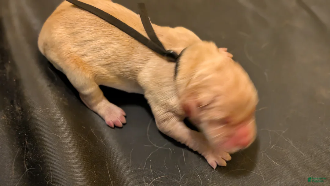 Golden Retriever dogs for sale: Golden Retriever (Black Collar) - Ad 2