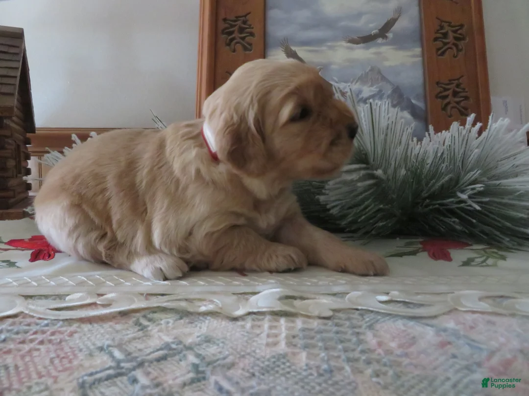 Golden Retriever dogs for sale: ANNABELLE - CHAMPION LINE - Ad 3