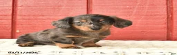 Dachshund dogs for sale: Tony  - Ad 2