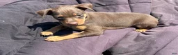 Miniature Pinscher dogs for sale: Miniature Pinscher 1 - Ad 1