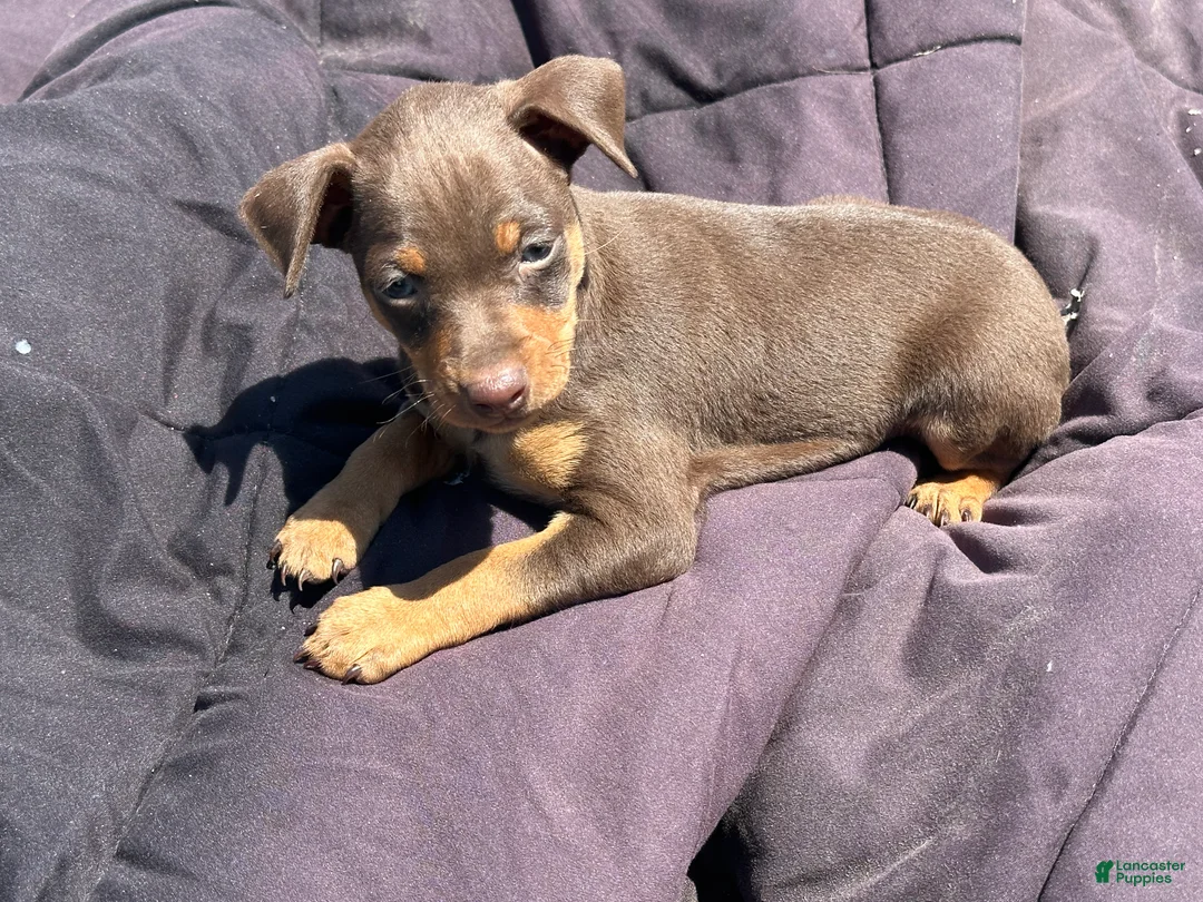 Miniature Pinscher dogs for sale: Miniature Pinscher 1 - Ad 1