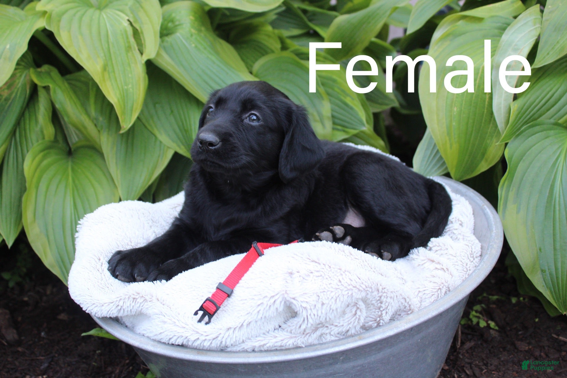 Mixed Breed dogs  Puppy red - Ad 1