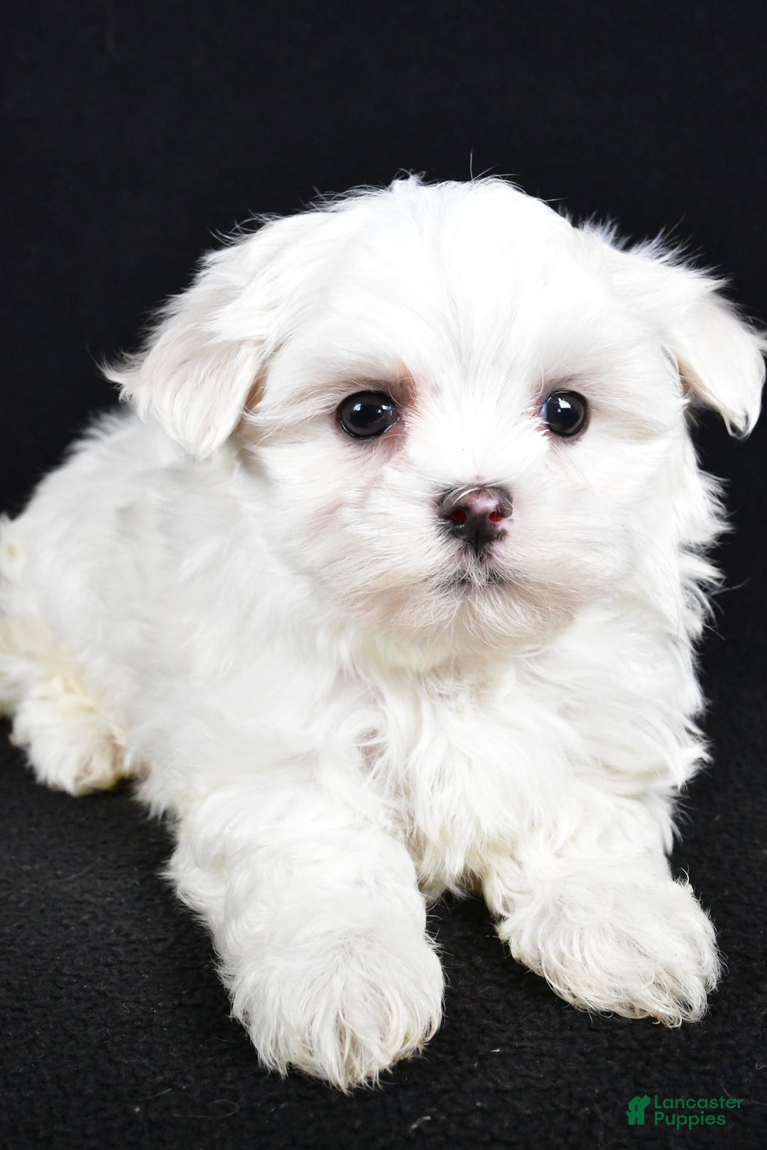 Maltese dogs for sale: Duke - Ad 3
