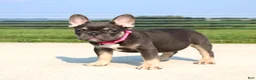 French Bulldog dogs for sale: Stella - Ad 3