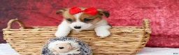 Welsh Corgi Pembroke dogs for sale:   Arlo💙 - Ad 9