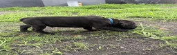Cane Corso dogs for sale: Cane Corso Puppy 4 - Ad 3