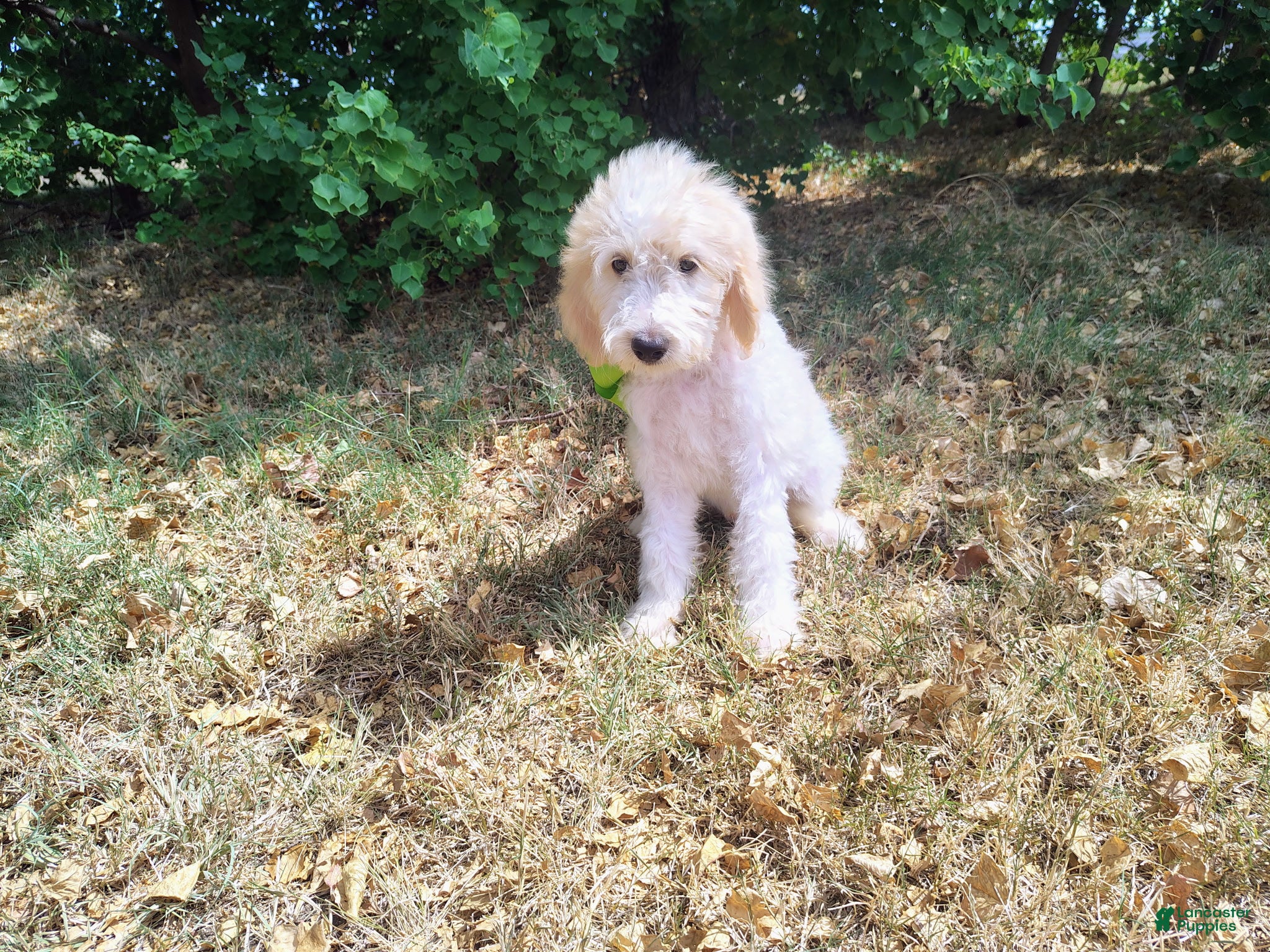 Mini Goldendoodle dogs Mini Goldendoodle 3 - Ad 1