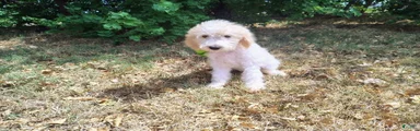 Mini Goldendoodle 3